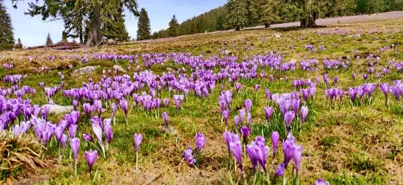 Valea Boghii - Casa Tunder|Boga Völgye - Tündér Vendégház Cascadele Oșelu si Bulbuci 267819 thumb