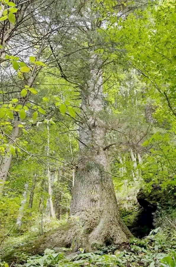 Gura Raului - Pensiunea Sanziana Gura Râului 610308 thumb