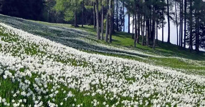 Vlăhița - Pensiunea Harghita** | Szentegyháza - Hargita Panzió** Szentegyháza 636068 thumb