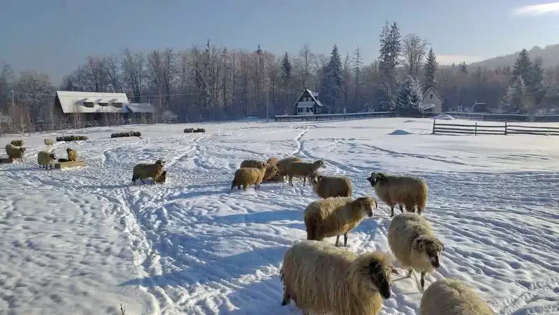 Izvoare - Cabana Szász Árpád II.|Ivó - Szász Árpád II. Kulcsosház Ivó 510379 thumb