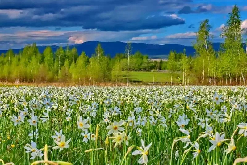 Pârâu Satu Mare - Casa la cheie Balázs László|Máréfalvi-patak - Balázs László Vendégház Máréfalvi Patak 638456 thumb