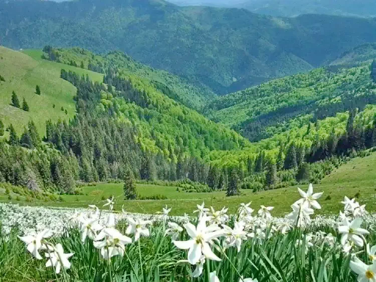 Valea Vinului - Cabana Bradul | Radnaborberek - Bradul Vendégház Radnaborberek 580277 thumb