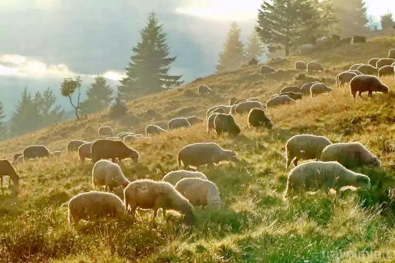 Lunca de Jos - Pensiunea Gyimesi Skanzen** |Gyimesközéplok - Gyimesi Skanzen Panzió** Gyimesközéplok 505024 thumb