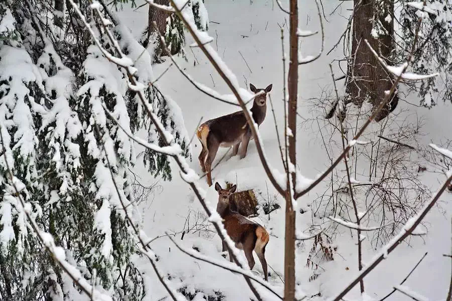 Harghita Mădăraș - Cabana Natura** | Madarasi Hargita - Natura Kulcsosház** Madarasi Hargita 536419 thumb