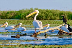 Delta Dunării