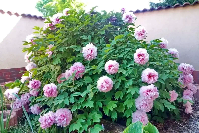 Hajdúszoboszló Szállás | Hotel**** (K0844-42) A kép szerzői jogvédelem alatt állhat. Javasolt a kapcsolatfelvétel a jog tulajdonossal.