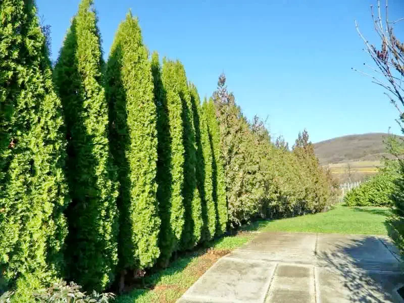 Legyesbénye Szállás | Hotel**** (K0834-10) A kép szerzői jogvédelem alatt állhat. Javasolt a kapcsolatfelvétel a jog tulajdonossal.