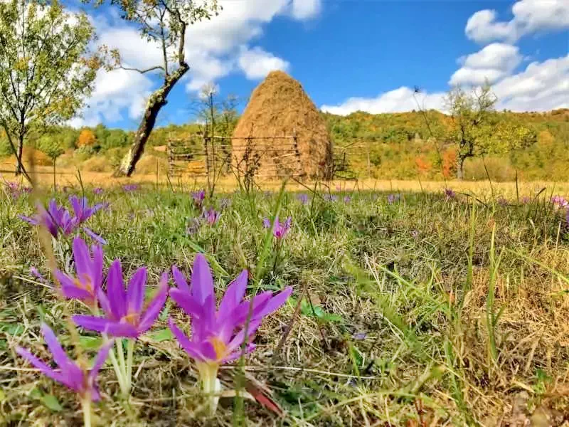 Slănic Cazare | Camping / Popas turistic (K0550-40) Imaginea poate fi supusă drepturilor de autor. Se recomandă contactarea titularului drepturilor.