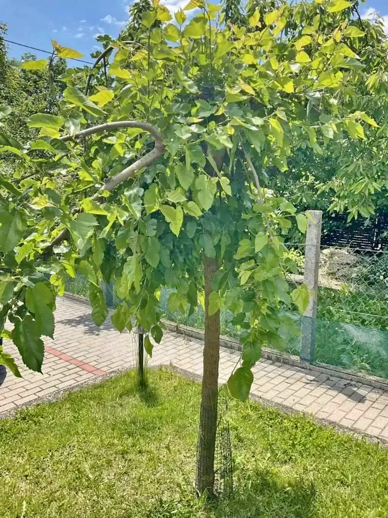 Mișcolț Cazare | Motel (K0512-52) Imaginea poate fi supusă drepturilor de autor. Se recomandă contactarea titularului drepturilor.