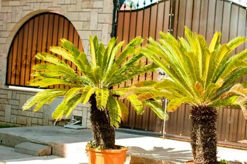 Eforie Nord Cazare | Camping / Popas turistic (K1322-38) Imaginea poate fi supusă drepturilor de autor. Se recomandă contactarea titularului drepturilor.