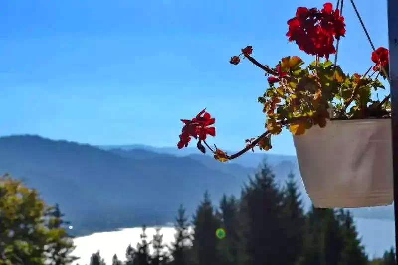 Colibița Cazare | Motel (K1281-23) Imaginea poate fi supusă drepturilor de autor. Se recomandă contactarea titularului drepturilor.