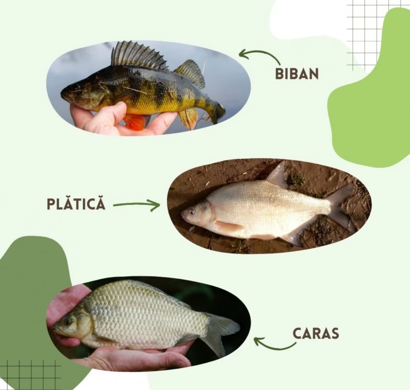 Chilia Veche Cazare | Motel (K1486-25) Imaginea poate fi supusă drepturilor de autor. Se recomandă contactarea titularului drepturilor.