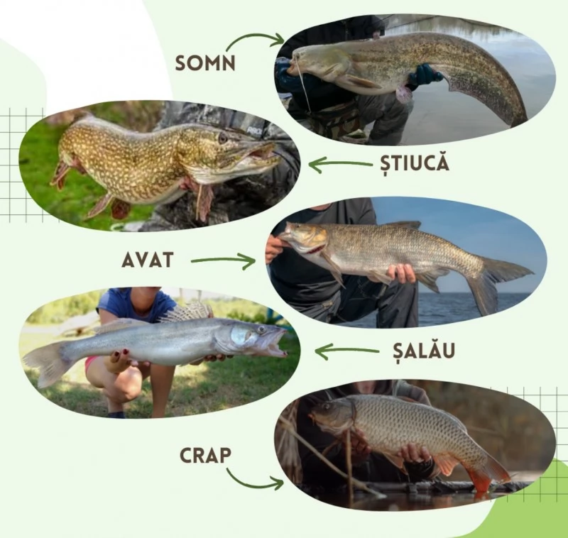 Chilia Veche Cazare | Motel (K1486-27) Imaginea poate fi supusă drepturilor de autor. Se recomandă contactarea titularului drepturilor.