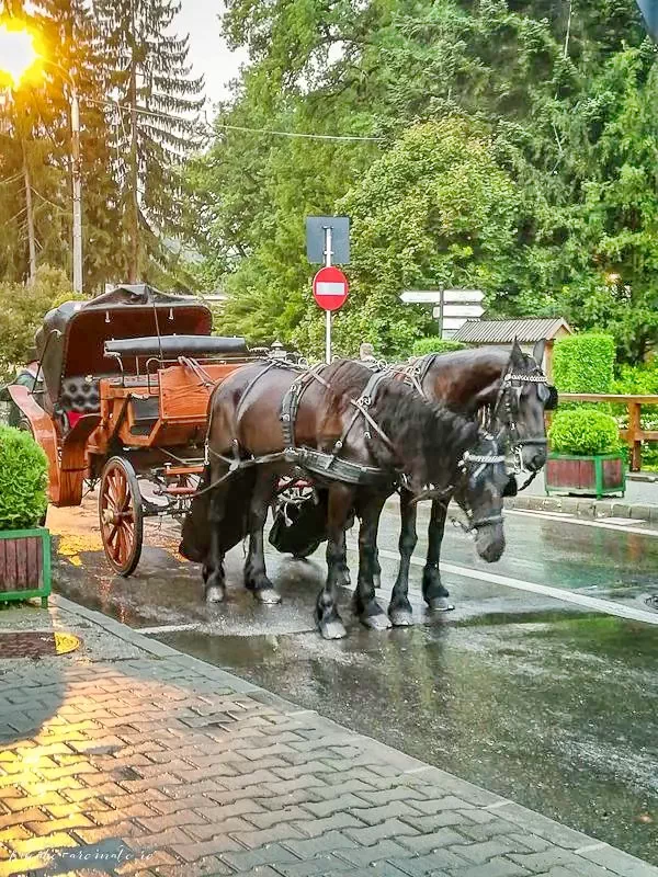 Szállás Sovata - Casa Barbara*** | Szováta - Barbara Ház***. A kép szerzői jogvédelem alatt állhat. Javasolt a kapcsolatfelvétel a jog tulajdonossal.