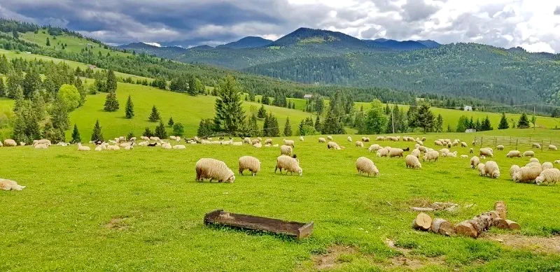 Colibița Cazare | Hotel*** (K1436-71) Imaginea poate fi supusă drepturilor de autor. Se recomandă contactarea titularului drepturilor.