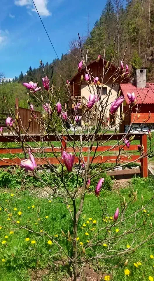 Gârda de Sus Cazare | Motel (K0325-1) Imaginea poate fi supusă drepturilor de autor. Se recomandă contactarea titularului drepturilor.