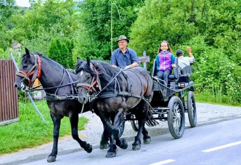 Odorheiu Secuiesc Cazare | Pensiune (K0091-46) Imaginea poate fi supusă drepturilor de autor. Se recomandă contactarea titularului drepturilor.