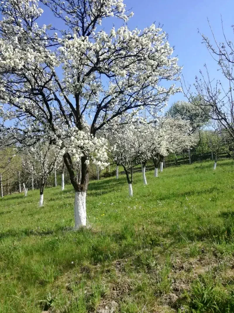 Szállás Corund - Pensiunea Aragonit*** | Korond - Aragonit Panzió***. A kép szerzői jogvédelem alatt állhat. Javasolt a kapcsolatfelvétel a jog tulajdonossal.