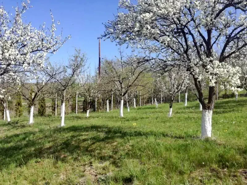 Szállás Corund - Pensiunea Aragonit*** | Korond - Aragonit Panzió***. A kép szerzői jogvédelem alatt állhat. Javasolt a kapcsolatfelvétel a jog tulajdonossal.