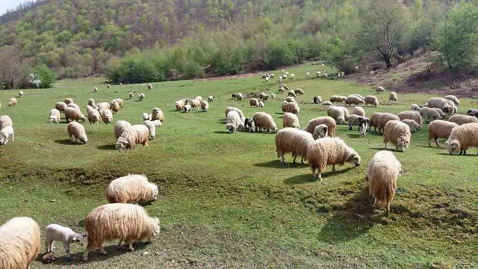 Stâna de Vale Cazare | Pensiune (K0143-60) Imaginea poate fi supusă drepturilor de autor. Se recomandă contactarea titularului drepturilor.