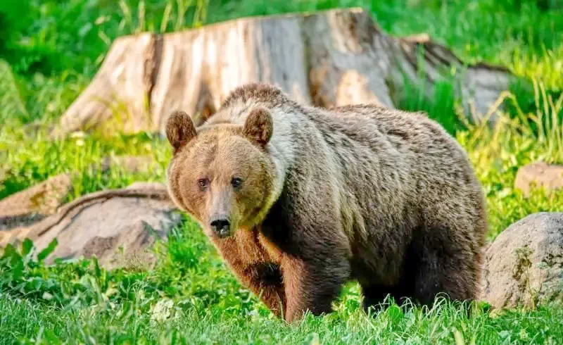 Izvoare Cazare | Cabană (K0405-29) Imaginea poate fi supusă drepturilor de autor. Se recomandă contactarea titularului drepturilor.