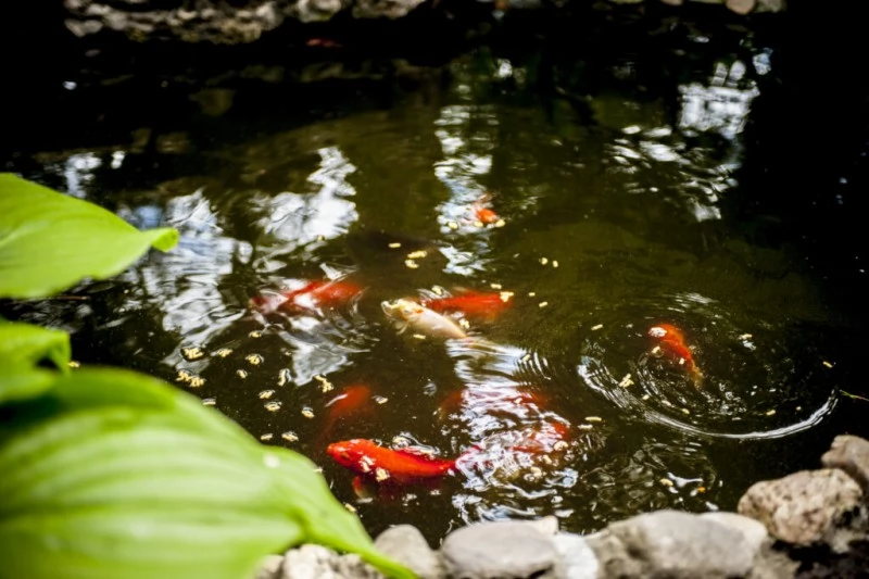 Budapest Szállás | Turisztikai panzió (K0504-15) A kép szerzői jogvédelem alatt állhat. Javasolt a kapcsolatfelvétel a jog tulajdonossal.