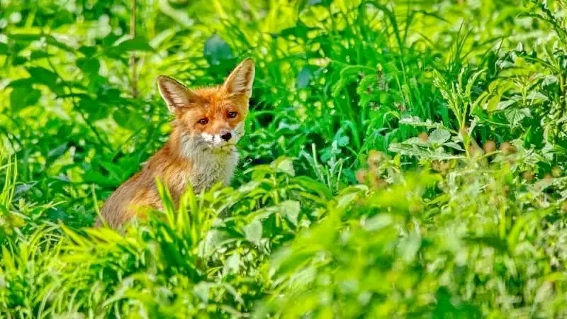 Szállás Izvoare - Casa la cheie Bíró Mária|Ivó - Bíró Mária Kulcsosház. A kép szerzői jogvédelem alatt állhat. Javasolt a kapcsolatfelvétel a jog tulajdonossal.