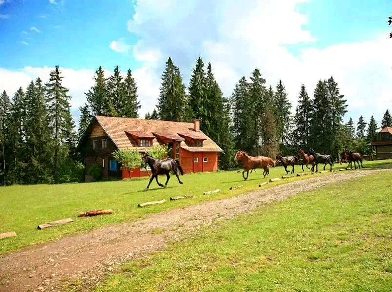 Szállás Băile Homorod - Pensiunea Sopárkút**|Homoródfürdő - Sopárkút Panzió**. A kép szerzői jogvédelem alatt állhat. Javasolt a kapcsolatfelvétel a jog tulajdonossal.