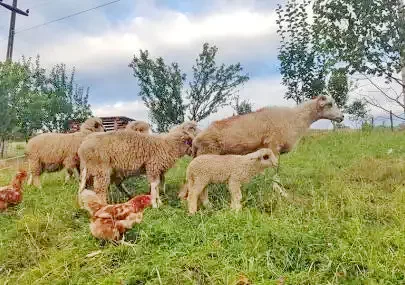 Parajd Szállás | Panzió (K0300-46) A kép szerzői jogvédelem alatt állhat. Javasolt a kapcsolatfelvétel a jog tulajdonossal.