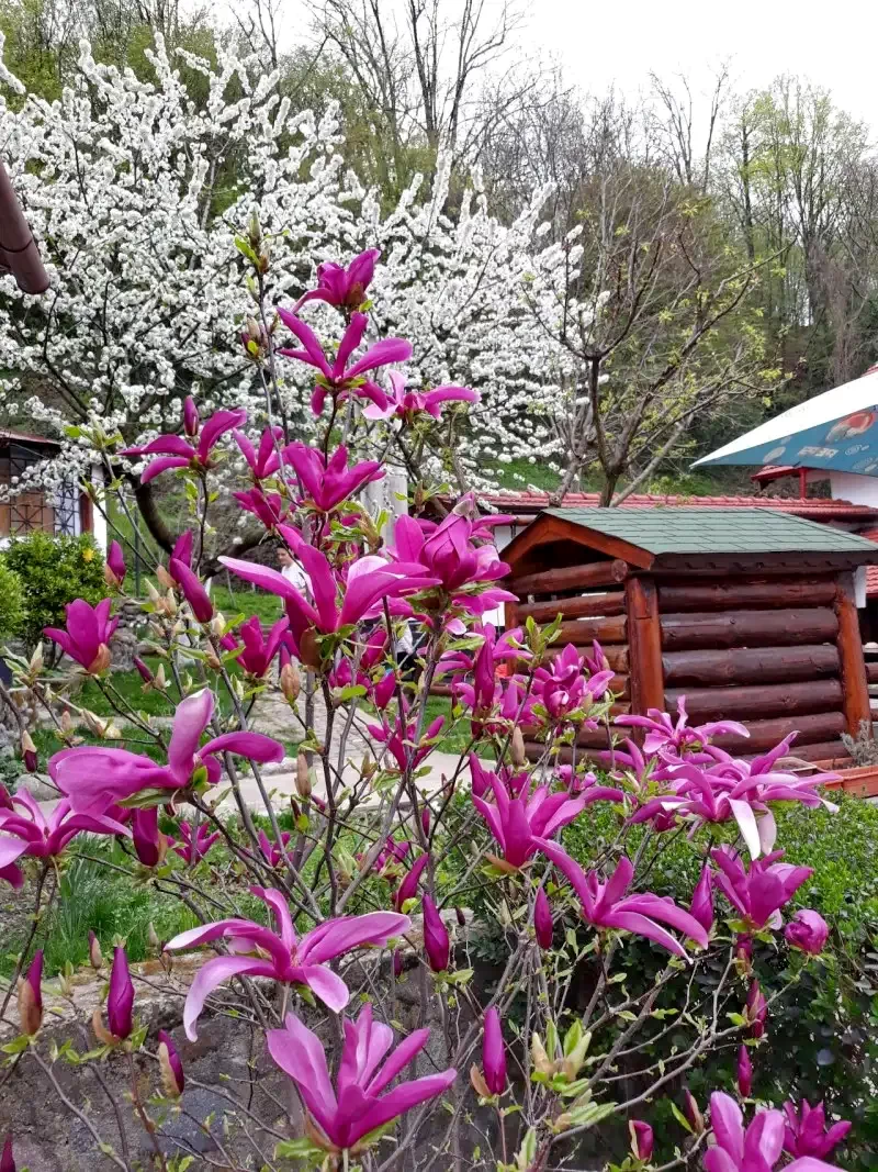 Szállás Băile Herculane - Vila Natura*** | Herkulesfürdő - Natura Villa***. A kép szerzői jogvédelem alatt állhat. Javasolt a kapcsolatfelvétel a jog tulajdonossal.