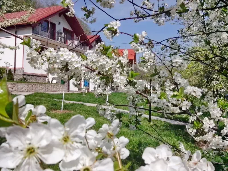 Szállás Băile Herculane - Vila Natura*** | Herkulesfürdő - Natura Villa***. A kép szerzői jogvédelem alatt állhat. Javasolt a kapcsolatfelvétel a jog tulajdonossal.