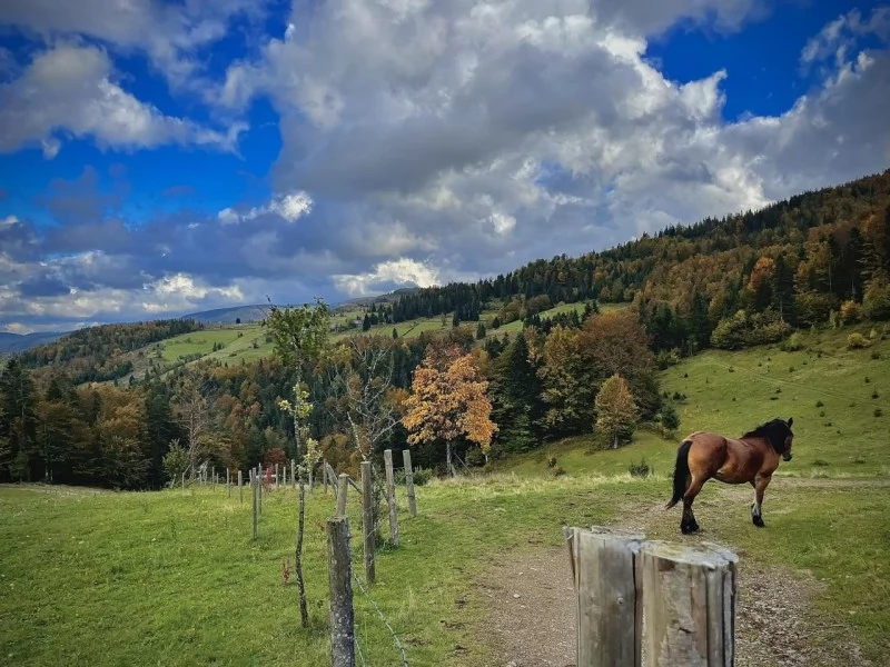 Lepus Szállás | Motel (K1230-35) A kép szerzői jogvédelem alatt állhat. Javasolt a kapcsolatfelvétel a jog tulajdonossal.