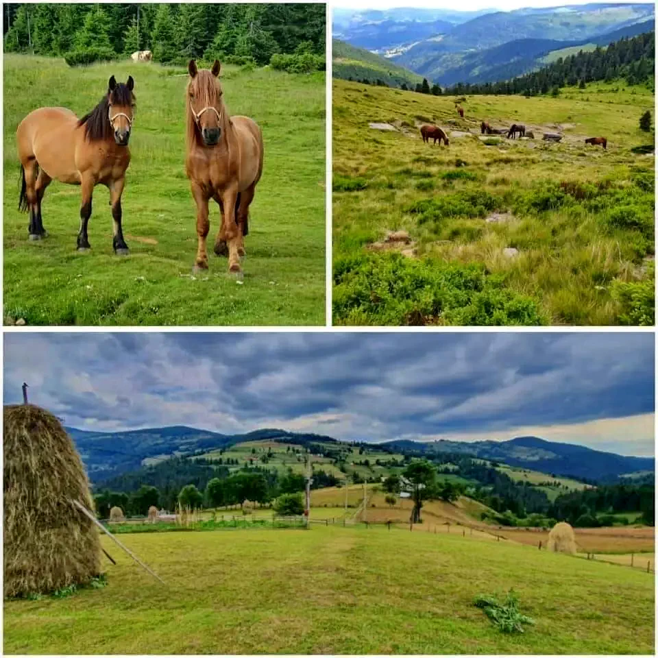 Lepus Szállás | Panzió (K1230-42) A kép szerzői jogvédelem alatt állhat. Javasolt a kapcsolatfelvétel a jog tulajdonossal.