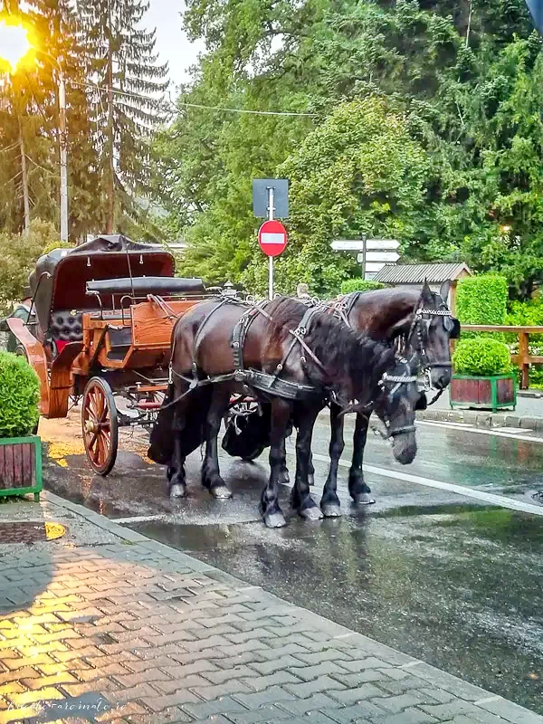 Szállás Sovata - Cabana Bavaria** | Szováta - Bavaria Menedékház**. A kép szerzői jogvédelem alatt állhat. Javasolt a kapcsolatfelvétel a jog tulajdonossal.