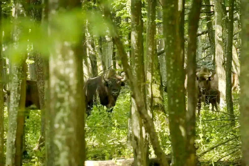 Târgu Neamț Cazare | Camping / Popas turistic (K0659-18) Imaginea poate fi supusă drepturilor de autor. Se recomandă contactarea titularului drepturilor.