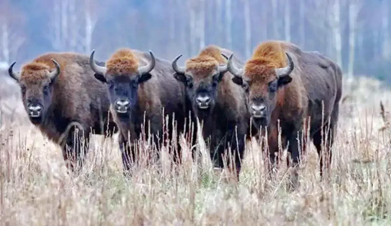 Németvásár Szállás | Kemping / turistapihenő (K0659-19) A kép szerzői jogvédelem alatt állhat. Javasolt a kapcsolatfelvétel a jog tulajdonossal.