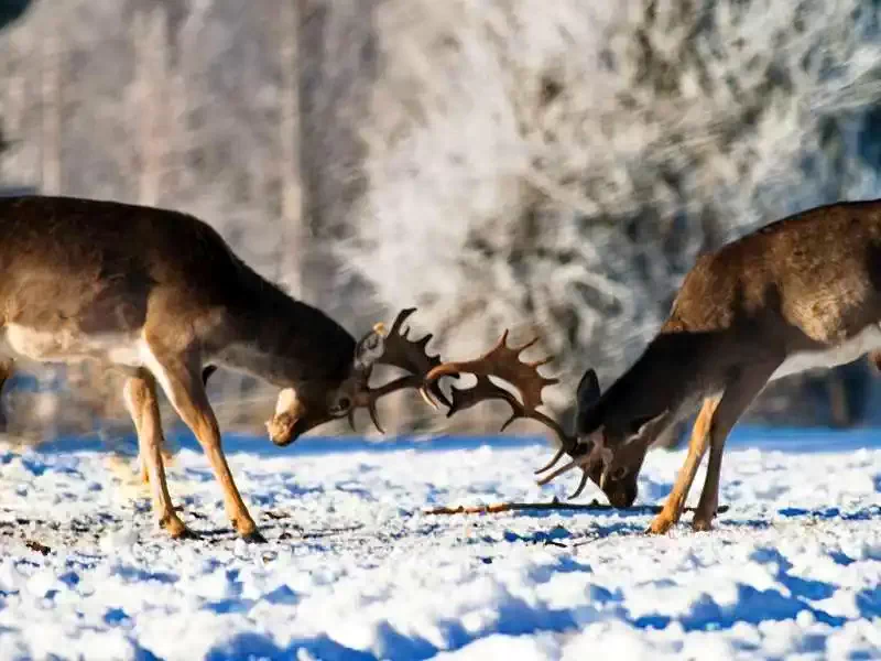 Izvoare Cazare | Cabană (K1283-27) Imaginea poate fi supusă drepturilor de autor. Se recomandă contactarea titularului drepturilor.