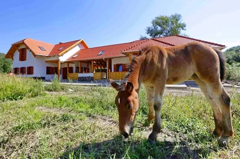 Kecset Szállás | Panzió (K0754-13) A kép szerzői jogvédelem alatt állhat. Javasolt a kapcsolatfelvétel a jog tulajdonossal.