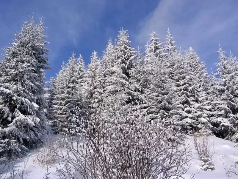 Harghita-Băi Cazare | Sat de vacanță (K0273-29) Imaginea poate fi supusă drepturilor de autor. Se recomandă contactarea titularului drepturilor.