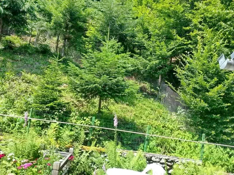 Cârțișoara Cazare | Motel (K0459-26) Imaginea poate fi supusă drepturilor de autor. Se recomandă contactarea titularului drepturilor.