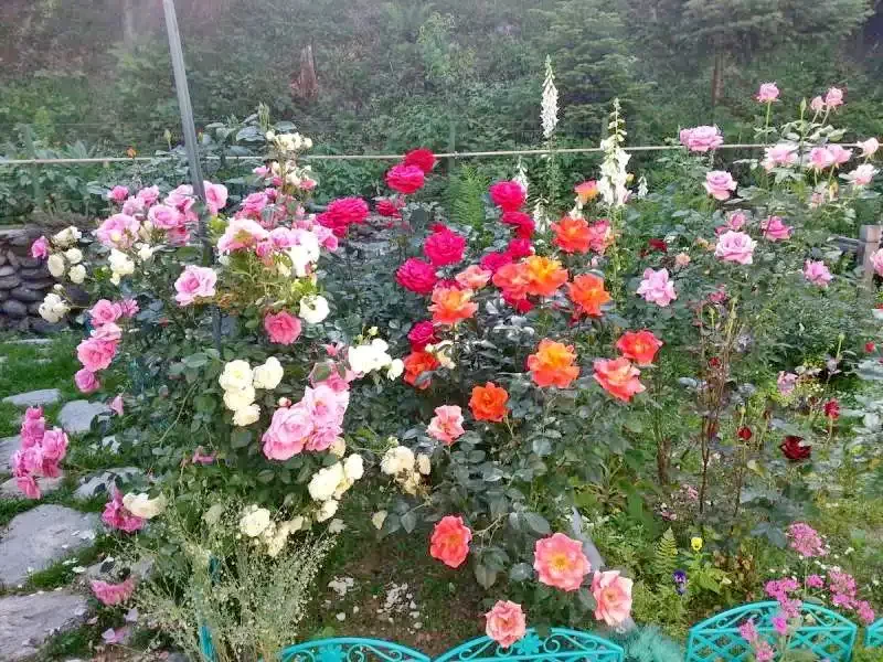 Cârțișoara Cazare | Motel (K0459-27) Imaginea poate fi supusă drepturilor de autor. Se recomandă contactarea titularului drepturilor.