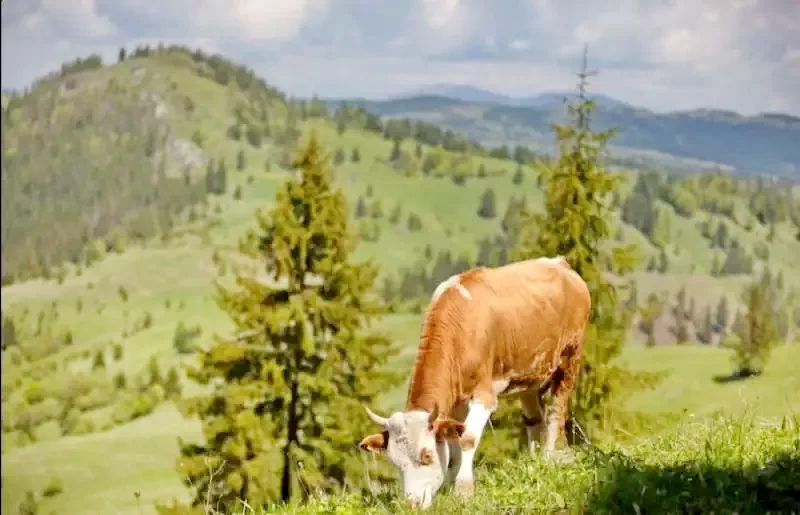 Gyimesközéplok Szállás | Turisztikai villa (K1111-30) A kép szerzői jogvédelem alatt állhat. Javasolt a kapcsolatfelvétel a jog tulajdonossal.