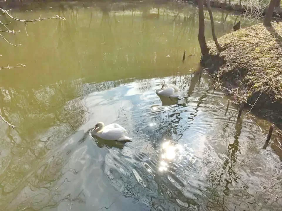 Cazare Danes (Stejarenii) - Hanul din Padure *** | Dános (Bese) - Erdei Fogadó ***. Imaginea poate fi supusă drepturilor de autor. Se recomandă contactarea titularului drepturilor.