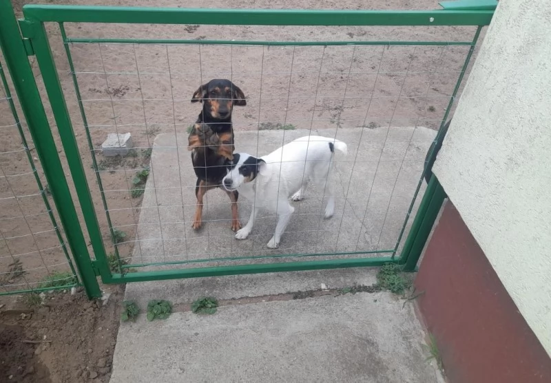  Cazare | Bungalow (K1051-11) Imaginea poate fi supusă drepturilor de autor. Se recomandă contactarea titularului drepturilor.