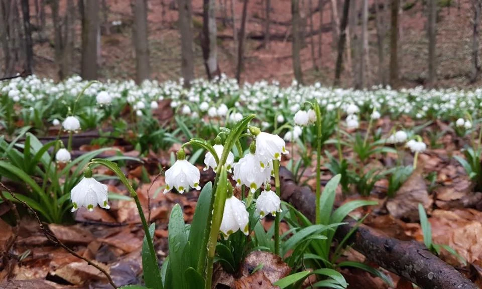 Szászrégen Szállás | Motel (K1545-91) A kép szerzői jogvédelem alatt állhat. Javasolt a kapcsolatfelvétel a jog tulajdonossal.