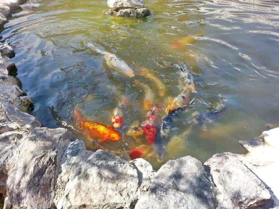 Temesvár Szállás | Turisztikai panzió (K0909-47) A kép szerzői jogvédelem alatt állhat. Javasolt a kapcsolatfelvétel a jog tulajdonossal.