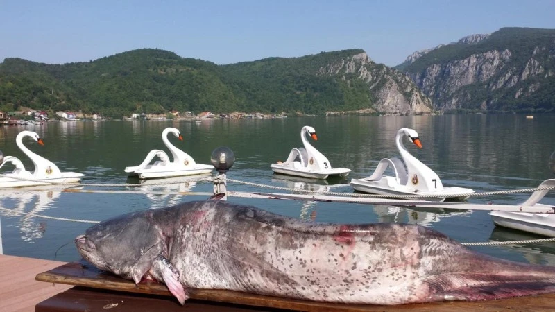 Dunatölgyes Szállás | Motel (K1560-41) A kép szerzői jogvédelem alatt állhat. Javasolt a kapcsolatfelvétel a jog tulajdonossal.