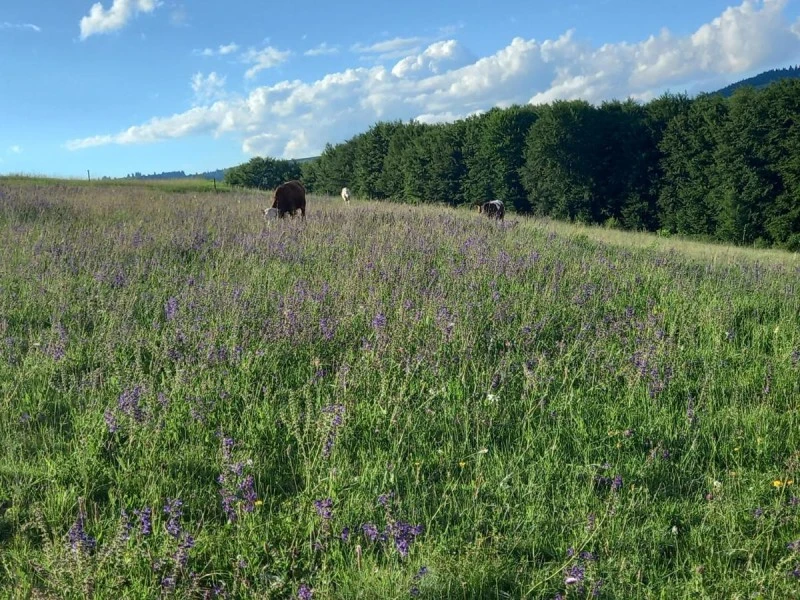 Csíkmenaság Szállás | Hotel**** (K0571-13) A kép szerzői jogvédelem alatt állhat. Javasolt a kapcsolatfelvétel a jog tulajdonossal.