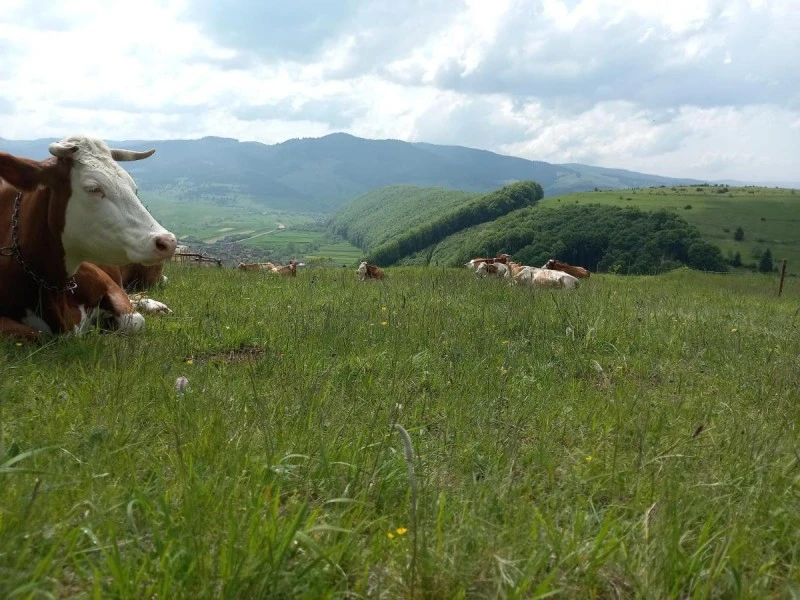 Csíkmenaság Szállás | Hotel**** (K0571-14) A kép szerzői jogvédelem alatt állhat. Javasolt a kapcsolatfelvétel a jog tulajdonossal.
