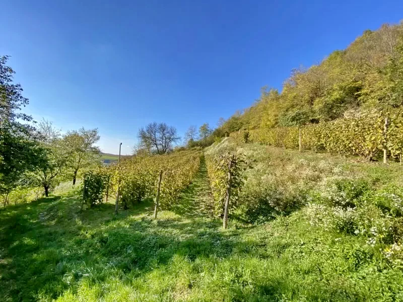 Călușeri Cazare | Pensiune (K0216-20) Imaginea poate fi supusă drepturilor de autor. Se recomandă contactarea titularului drepturilor.